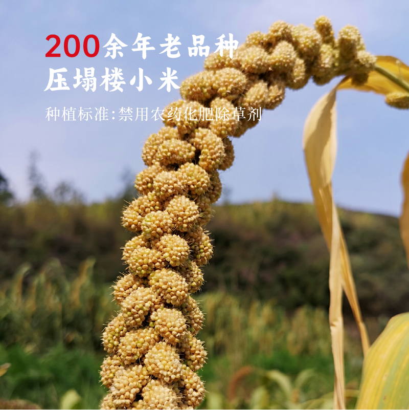 365小米陈醋 - 图片 5