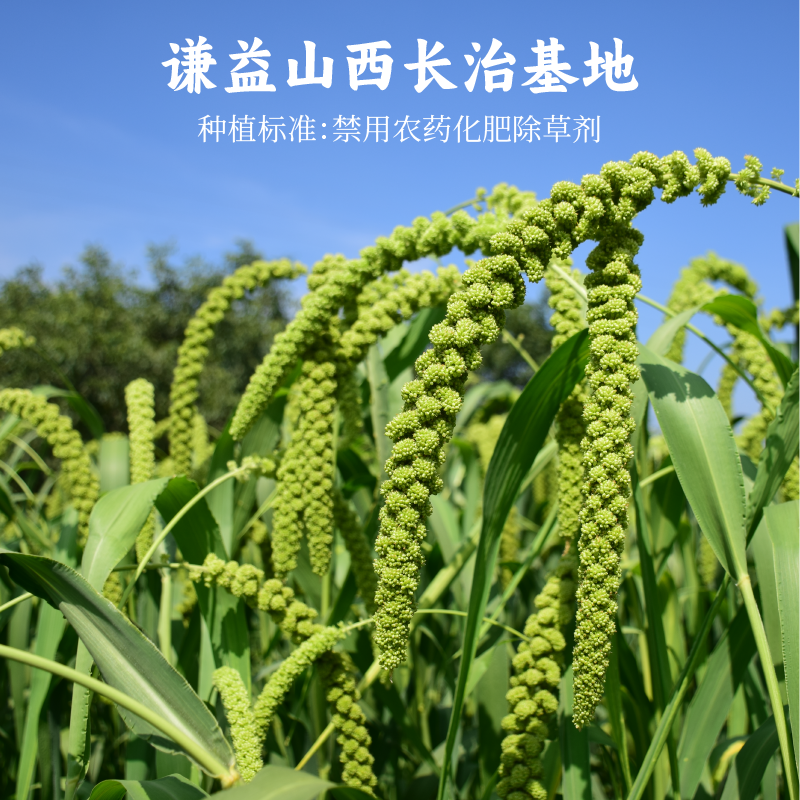 压塌楼小米 - 图片 5