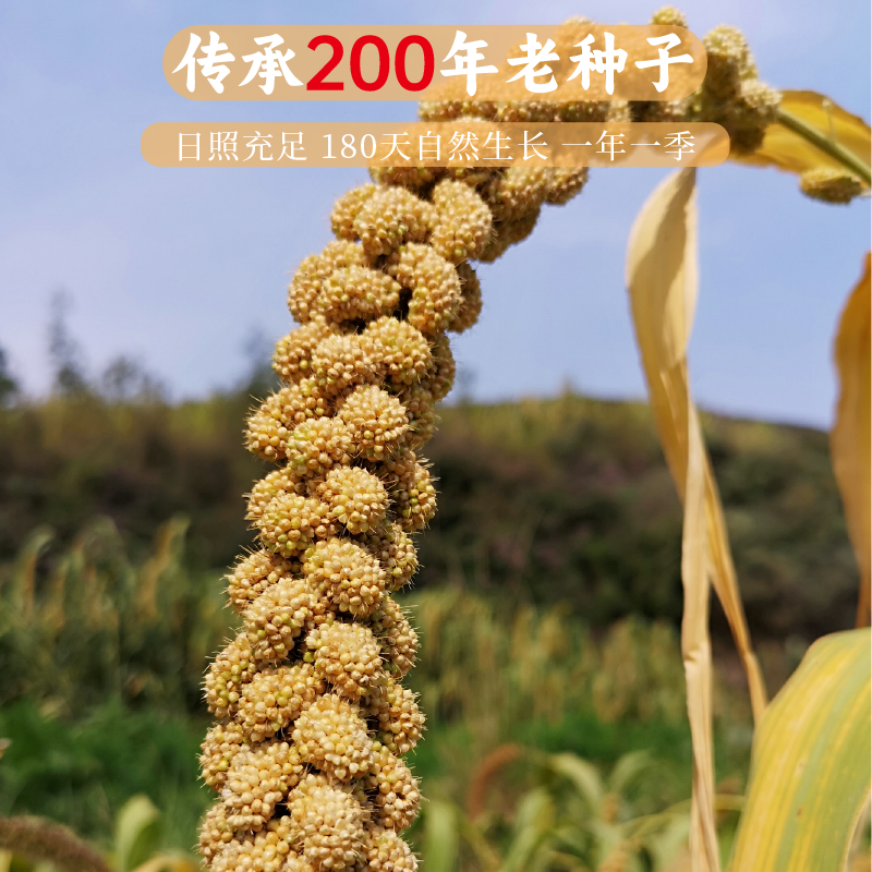 压塌楼小米 - 图片 4